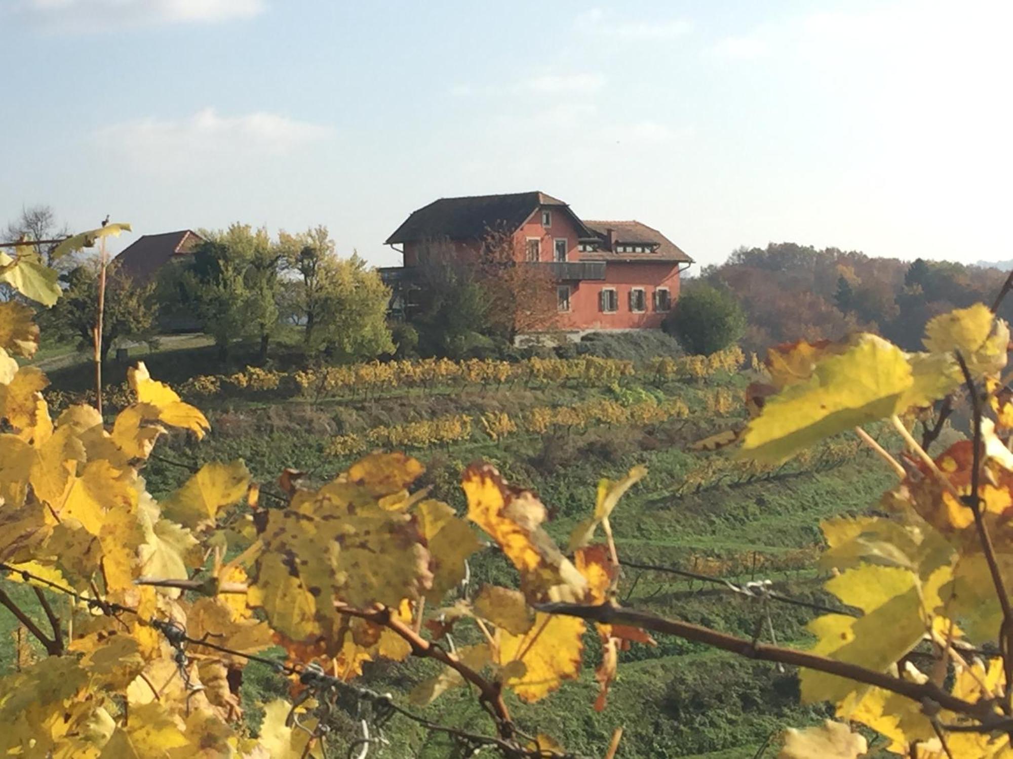 Hisa Vina Villa Podlehnik Dış mekan fotoğraf